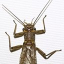 Acroneuria sp.