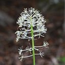 Actaea rubra