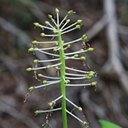 Actaea rubra