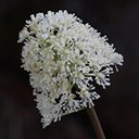 Actaea rubra