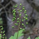 Actaea rubra