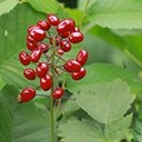 Actaea rubra