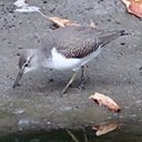 Actitis macularius