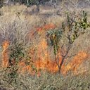 Adaptacje roślin: ogień