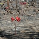 Adaptacje roślin: ogień