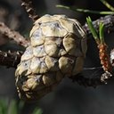 Adaptations végétales : feu