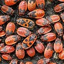 Adult Orthopterans and True bugs and their nymphs