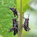 Adult Orthopterans and True bugs and their nymphs