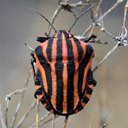 Adult Orthopterans and True bugs and their nymphs