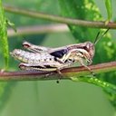 Adult Orthopterans and True bugs and their nymphs