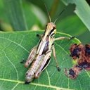 Adult Orthopterans and True bugs and their nymphs