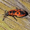 Adult Orthopterans and True bugs and their nymphs