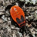 Adult Orthopterans and True bugs and their nymphs