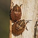 Adult Orthopterans and True bugs and their nymphs