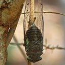 Adult Orthopterans and True bugs and their nymphs