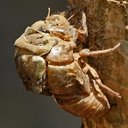 Adult Orthopterans and True bugs and their nymphs