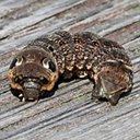 Adult butterflies/moths (Lepidoptera) and their caterpillars