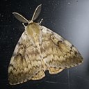 Adult butterflies/moths (Lepidoptera) and their caterpillars