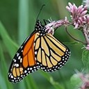 Adult butterflies/moths (Lepidoptera) and their caterpillars