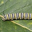 Adult butterflies/moths (Lepidoptera) and their caterpillars