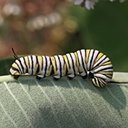 Adult butterflies/moths (Lepidoptera) and their caterpillars