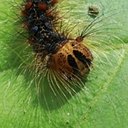 Adult butterflies/moths (Lepidoptera) and their caterpillars