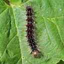 Adult butterflies/moths (Lepidoptera) and their caterpillars