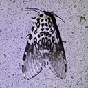 Adult butterflies/moths (Lepidoptera) and their caterpillars