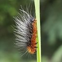 Adult butterflies/moths (Lepidoptera) and their caterpillars