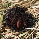 Adult butterflies/moths (Lepidoptera) and their caterpillars