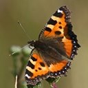 Adult butterflies/moths (Lepidoptera) and their caterpillars
