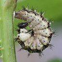 Adult butterflies/moths (Lepidoptera) and their caterpillars