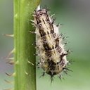 Adult butterflies/moths (Lepidoptera) and their caterpillars