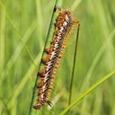 Adult butterflies/moths (Lepidoptera) and their caterpillars
