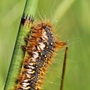 Adult butterflies/moths (Lepidoptera) and their caterpillars