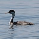 Aechmophorus occidentalis