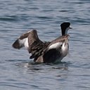 Aechmophorus occidentalis
