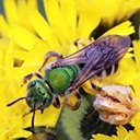 Agapostemon virescens