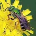 Agapostemon virescens