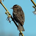Agelaius phoeniceus