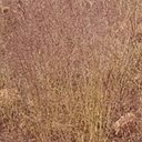 Agrostula truncatula