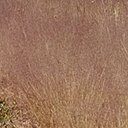 Agrostula truncatula