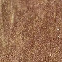 Agrostula truncatula