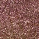 Agrostula truncatula