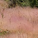 Agrostula truncatula