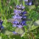 Ajuga reptans