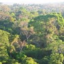Amazônia - floresta