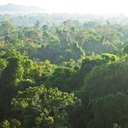 Amazonia - puszcza