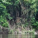 Amazonia - rainforest