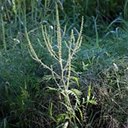 Ambrosia artemisiifolia